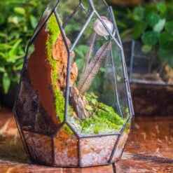 Basic Moss Terrarium Planting KIT, Suitable For Terrarium, Moss, Fern, Orchid, Begonia, Small Tropical -Terrarium Plant Hub IMG 8869