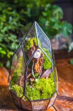 Cliff Terrarium Building DIY Set: Live Moss Cliff TearDrop Close Terrarium With Matching LED Grow Light And Base -Terrarium Plant Hub IMG 8872