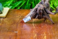 Driftwood For Moss Terrarium, Miniature, Micro Landscape,T8017 -Terrarium Plant Hub IMG 8876 cd7b951a 4ff7 4aa7 9126 481c72e703d6