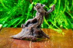 Driftwood For Moss Terrarium, Miniature, Micro Landscape,T8017 -Terrarium Plant Hub IMG 8877 9b9be197 e638 4680 b731 1d6316f0eea6