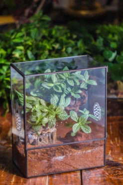 Close Geometric Glass Tin Terrarium With 3 Vents , 8x10" With Side Door, For Insects, Snail , Spider, Micro Landscape -with Warm Light Set -Terrarium Plant Hub IMG 8877 bb58fdc6 2469 4475 99ef b4ce96a5ccfd