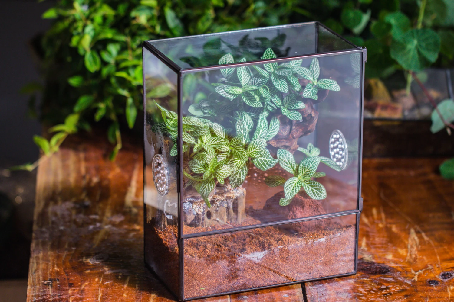 Close Geometric Glass Tin Terrarium With 3 Vents , 8x10" With Side Door, For Insects, Snail , Spider, Micro Landscape -with White Light Set 19 Close Geometric Glass Tin Terrarium With 3 Vents , 8x10" With Side Door, For Insects, Snail , Spider, Micro Landscape -with White Light Set - Image 17