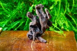 Driftwood For Moss Terrarium, Miniature, Micro Landscape,T8017 -Terrarium Plant Hub IMG 8878 6af6e640 d39c 4d27 b0f7 ea3d406c172c