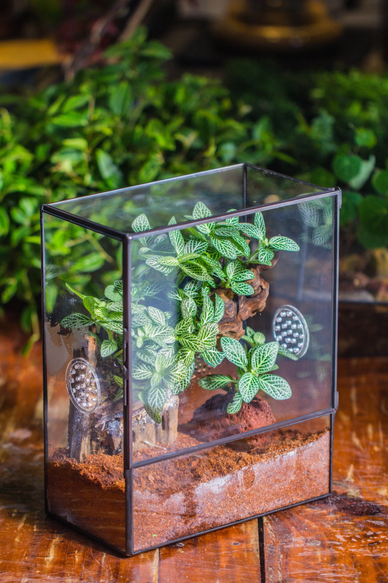 Close Geometric Glass Tin Terrarium With 3 Vents , 8x10" With Side Door, For Insects, Snail , Spider, Micro Landscape -with White Light Set 20 Close Geometric Glass Tin Terrarium With 3 Vents , 8x10" With Side Door, For Insects, Snail , Spider, Micro Landscape -with White Light Set - Image 18