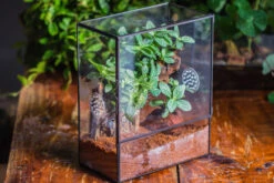Close Geometric Glass Tin Terrarium With 3 Vents , 8x10" With Side Door, For Insects, Snail , Spider, Micro Landscape -with Warm Light Set -Terrarium Plant Hub IMG 8880 0a26c573 9559 4140 b021 89ba39a699f0