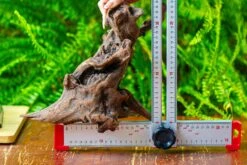 Driftwood For Moss Terrarium, Miniature, Micro Landscape,T8017 -Terrarium Plant Hub IMG 8881 c3663aa4 1732 4eef a790 324763ae49b3