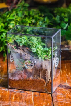 Close Geometric Glass Tin Terrarium With 3 Vents , 8x10" With Side Door, For Insects, Snail , Spider, Micro Landscape -with Warm Light Set -Terrarium Plant Hub IMG 8882 b0cd4a3b fee5 4ad7 9e58 99b6d0d0eb7b