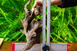 Driftwood For Moss Terrarium, Miniature, Micro Landscape,T8017 -Terrarium Plant Hub IMG 8882 cb59c408 2242 4c0f 897d 1e6e9736b782