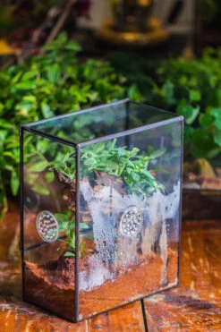 Close Geometric Glass Tin Terrarium With 3 Vents , 8x10" With Side Door, For Insects, Snail , Spider, Micro Landscape -with Warm Light Set -Terrarium Plant Hub IMG 8883 515683e8 0d19 4bcb aa41 4554bfc0467a