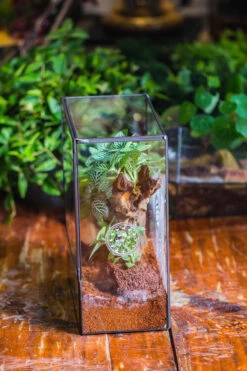 Close Geometric Glass Tin Terrarium With 3 Vents , 8x10" With Side Door, For Insects, Snail , Spider, Micro Landscape -with Warm Light Set -Terrarium Plant Hub IMG 8884 d6c4f81b 28b2 490e 86c9 f24dc7b15dc6