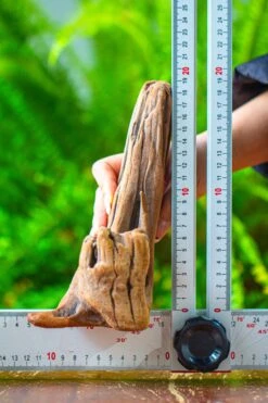 Driftwood For Moss Terrarium, Miniature, Micro Landscape,T8015 -Terrarium Plant Hub IMG 8887 7737e472 6000 42cf 96ed 4fcdcc21b516