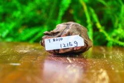 Driftwood For Moss Terrarium, Miniature, Micro Landscape,T8010 -Terrarium Plant Hub IMG 8889 62d12431 5417 4a7a ad6f a3ba4189862f