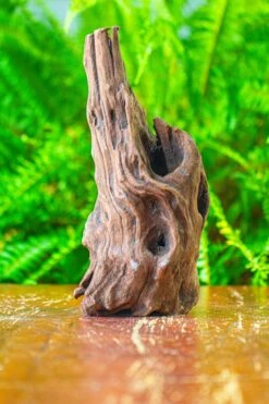 Driftwood For Moss Terrarium, Miniature, Micro Landscape,T8010 -Terrarium Plant Hub IMG 8890 807fd24c b32e 48f1 a0e8 9860ead05feb
