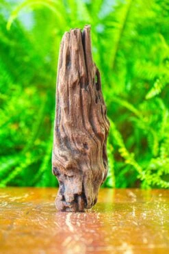 Driftwood For Moss Terrarium, Miniature, Micro Landscape,T8010 -Terrarium Plant Hub IMG 8891 711194e5 addb 4e03 8dd6 04b985e9d3f1