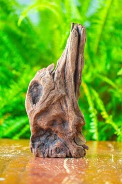 Driftwood For Moss Terrarium, Miniature, Micro Landscape,T8010 -Terrarium Plant Hub IMG 8892 70ddb64a 5109 453a 900a 5837d9692f9e