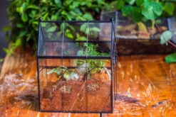 Handmade Terrarium With Light, House Shape Glass Geometric Terrarium With LED Light Set -Terrarium Plant Hub IMG 8894 37c4d938 5ddf 4a46 b899 b2faaf48323a