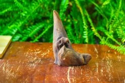 Driftwood For Moss Terrarium, Miniature, Micro Landscape,T8014 -Terrarium Plant Hub IMG 8897