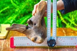 Driftwood For Moss Terrarium, Miniature, Micro Landscape,T8014 -Terrarium Plant Hub IMG 8900