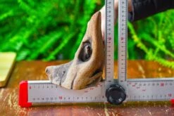 Driftwood For Moss Terrarium, Miniature, Micro Landscape,T8014 -Terrarium Plant Hub IMG 8901