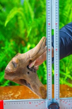 Driftwood For Moss Terrarium, Miniature, Micro Landscape,T8014 -Terrarium Plant Hub IMG 8902