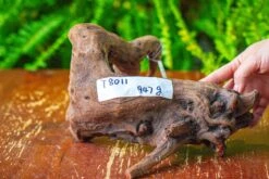 Driftwood For Moss Terrarium, Miniature, Micro Landscape,T8011 -Terrarium Plant Hub IMG 8916 2