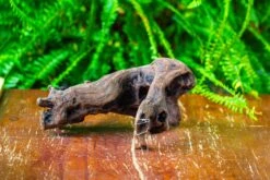 Driftwood For Moss Terrarium, Miniature, Micro Landscape,T8011 -Terrarium Plant Hub IMG 8917