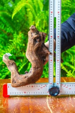 Driftwood For Moss Terrarium, Miniature, Micro Landscape,T8011 -Terrarium Plant Hub IMG 8922