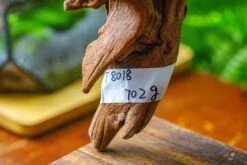 Driftwood For Moss Terrarium, Miniature, Micro Landscape,T8018 -Terrarium Plant Hub IMG 8924 d42a602a b662 48f6 a743 5fb067712466