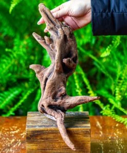 Driftwood For Moss Terrarium, Miniature, Micro Landscape,T8018 -Terrarium Plant Hub IMG 8925 2