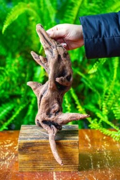 Driftwood For Moss Terrarium, Miniature, Micro Landscape,T8018 -Terrarium Plant Hub IMG 8926 ee20568c f9cb 4441 a4a3 f5aa495a7c59