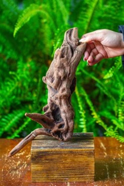 Driftwood For Moss Terrarium, Miniature, Micro Landscape,T8018 -Terrarium Plant Hub IMG 8927 de59dd17 ed5f 4f9a a296 759ec3f754f4