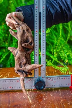 Driftwood For Moss Terrarium, Miniature, Micro Landscape,T8018 -Terrarium Plant Hub IMG 8929 2