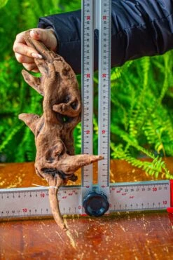 Driftwood For Moss Terrarium, Miniature, Micro Landscape,T8018 -Terrarium Plant Hub IMG 8929 db017e7f fcde 408f 94c5 a93c92cd91e8