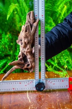 Driftwood For Moss Terrarium, Miniature, Micro Landscape,T8018 -Terrarium Plant Hub IMG 8930 dda1d895 e368 4ad9 9023 764f97fba828