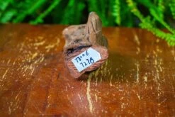 Driftwood For Moss Terrarium, Miniature, Micro Landscape,T8006 -Terrarium Plant Hub IMG 8931 e255c517 480d 4417 8741 1f8d4f8ee665