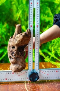 Driftwood For Moss Terrarium, Miniature, Micro Landscape,T8006 -Terrarium Plant Hub IMG 8936 08370f57 82ab 49ac adf9 4003790df233