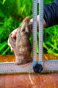 Driftwood For Moss Terrarium, Miniature, Micro Landscape,T8006 -Terrarium Plant Hub IMG 8937