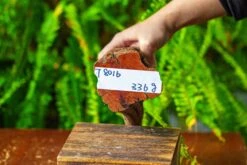 Driftwood For Moss Terrarium, Miniature, Micro Landscape,T8016 -Terrarium Plant Hub IMG 8938