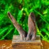 Driftwood For Moss Terrarium, Miniature, Micro Landscape,T8016 1 Driftwood For Moss Terrarium, Miniature, Micro Landscape,T8016 -Terrarium Plant Hub IMG 8939 2