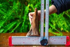 Driftwood For Moss Terrarium, Miniature, Micro Landscape,T8016 -Terrarium Plant Hub IMG 8943