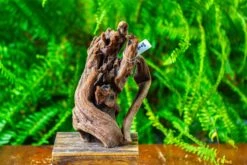 Driftwood For Moss Terrarium, Miniature, Micro Landscape,T8008 -Terrarium Plant Hub IMG 8945