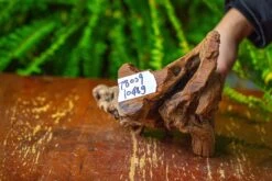 Driftwood For Moss Terrarium, Miniature, Micro Landscape,T8009 -Terrarium Plant Hub IMG 8951