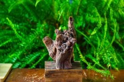 Driftwood For Moss Terrarium, Miniature, Micro Landscape,T8009 -Terrarium Plant Hub IMG 8955