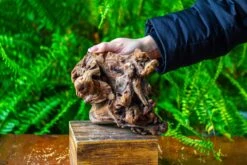 Driftwood For Moss Terrarium, Miniature, Micro Landscape,T8009 -Terrarium Plant Hub IMG 8956