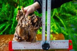 Driftwood For Moss Terrarium, Miniature, Micro Landscape,T8009 -Terrarium Plant Hub IMG 8957