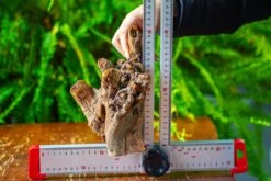 Driftwood For Moss Terrarium, Miniature, Micro Landscape,T8009 -Terrarium Plant Hub IMG 8958