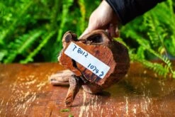 Driftwood For Moss Terrarium, Miniature, Micro Landscape,T8012 -Terrarium Plant Hub IMG 8960