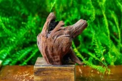 Driftwood For Moss Terrarium, Miniature, Micro Landscape,T8012 -Terrarium Plant Hub IMG 8962