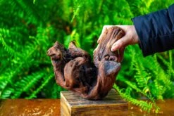 Driftwood For Moss Terrarium, Miniature, Micro Landscape,T8012 -Terrarium Plant Hub IMG 8966