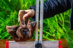 Driftwood For Moss Terrarium, Miniature, Micro Landscape,T8012 -Terrarium Plant Hub IMG 8967